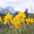 Arnica (Arnica chamissonis, Arnica cordifolia, Arnica fulgens, Arnica latifolia, Arnica montana, Arnica sororia)