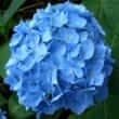 Hydrangea (Hydrangea arborescens L.)