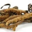 Cordyceps (Cordyceps sinensis)