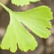 Ginkgo (Ginkgo biloba)