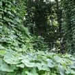 Kudzu (Pueraria lobata)