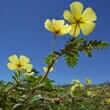 Tribulus (Tribulus terrestris)