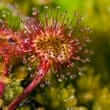 Sundew (Drosera spp.)