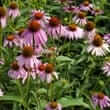 Echinacea (Echinacea angustifolia DC, Echinacea pallida, Echinacea			purpurea)