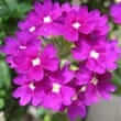 Verbena