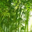 Bamboo (Arundinaria japonica)