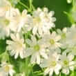 Chickweed (Stellaria spp.)