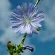 Chicory (Cichorium intybus)