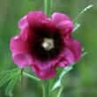 Marshmallow (Althaea officinalis L.)