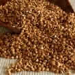 Buckwheat