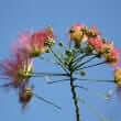 Albizia (Albizia julibrissin)