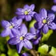 Liverwort (Hepatica ssp.)