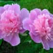 Peony (Paeonia lactiflora Pall., Paeonia officinalis L., Paeonia suffruticosa Andr.)