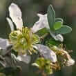 Jojoba (Simmondsia chinensis)