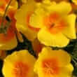 California poppy (Eschscholzia californica)