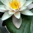 White water lily (Nymphaea odorata)