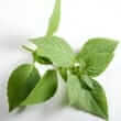 Sweet basil (Ocimum basilicum)