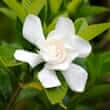 Gardenia