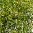 Mistletoe (Viscum album L.)