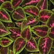Coleus (Coleus forskohlii)