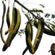 Carob (Ceratonia siliqua)