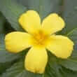 Damiana (Turnera diffusa)
