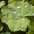 Ladies mantle (Alchemilla vulgaris)