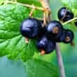 Black currant (Ribes nigrum)