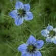 Black seed (Nigella sativa)