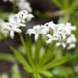 Sweet woodruff (Galium odoratum)