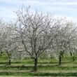 Sweet almond (Prunus amygdalus dulcis)