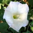 Datura wrightii
