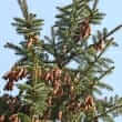 Canada balsam (Abies balsamea)