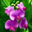 Lathyrus