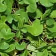 Gotu kola (Centella asiatica Linn.) and Total Triterpenic Fraction of Centella asiatica (TTFCA)