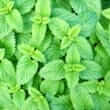 Lemon balm (Melissa officinalis L.)