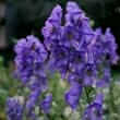 Aconite (Aconitum napellus)