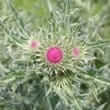 Blessed thistle (Cnicus benedictus L.)