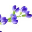 Wild indigo (Baptisia australis)