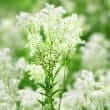 Meadowsweet (Filipendula ulmaria)