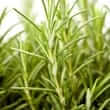 Rosemary (Rosmarinus officinalis)