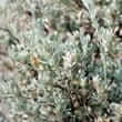 Guayule (Parthenium			argentatum)