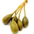 Capers (Capparis spinosa L.)
