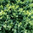 Boxwood (Buxus sempervirens L.)