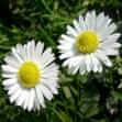 Bellis perennis (daisy)
