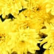 Chrysanthemum
