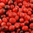 Cranberry (Vaccinium macrocarpon)