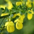 Scotch broom (Cytisus scoparius Linn.) herb and flower, sparteine