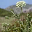 Desert parsley (Lomatium dissectum)