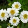 Feverfew (Tanacetum parthenium L. Schultz-Bip.)